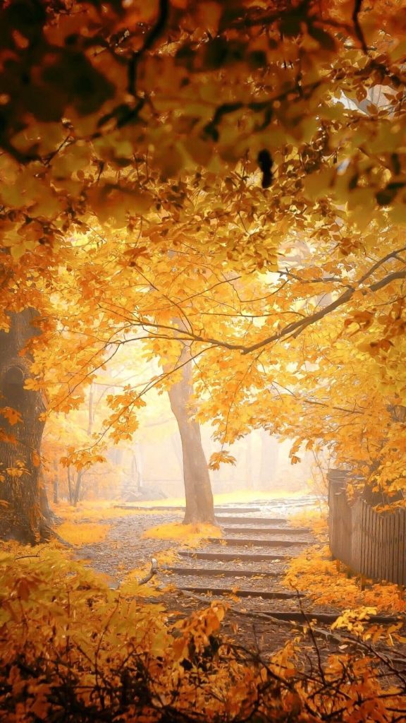 Fall Phone Wallpaper