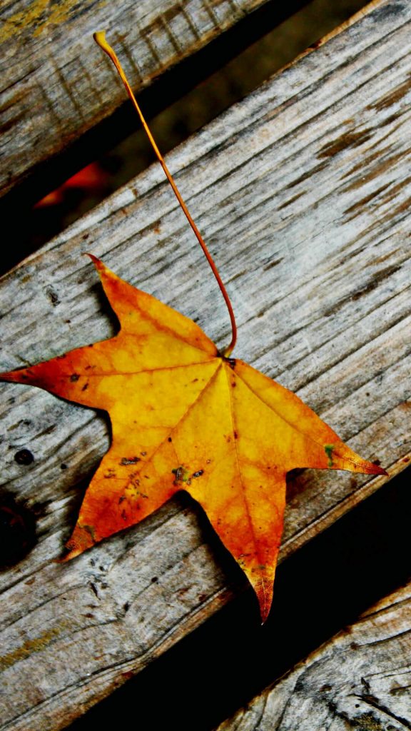 Fall Phone Wallpaper
