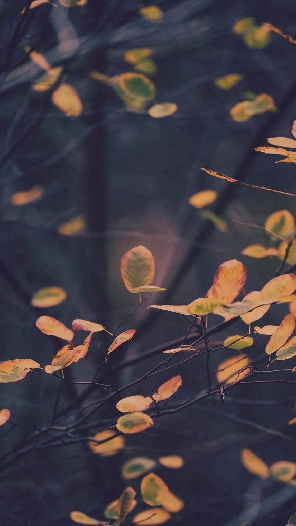 Fall Phone Wallpaper
