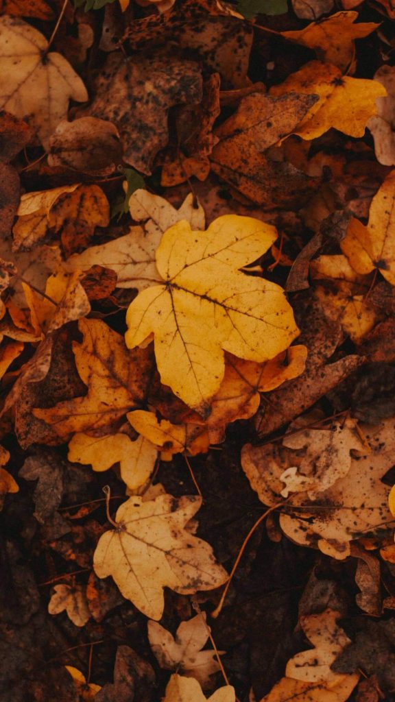 Fall Phone Wallpaper