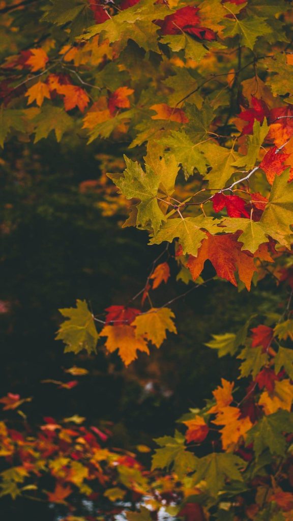 Fall Phone Wallpaper