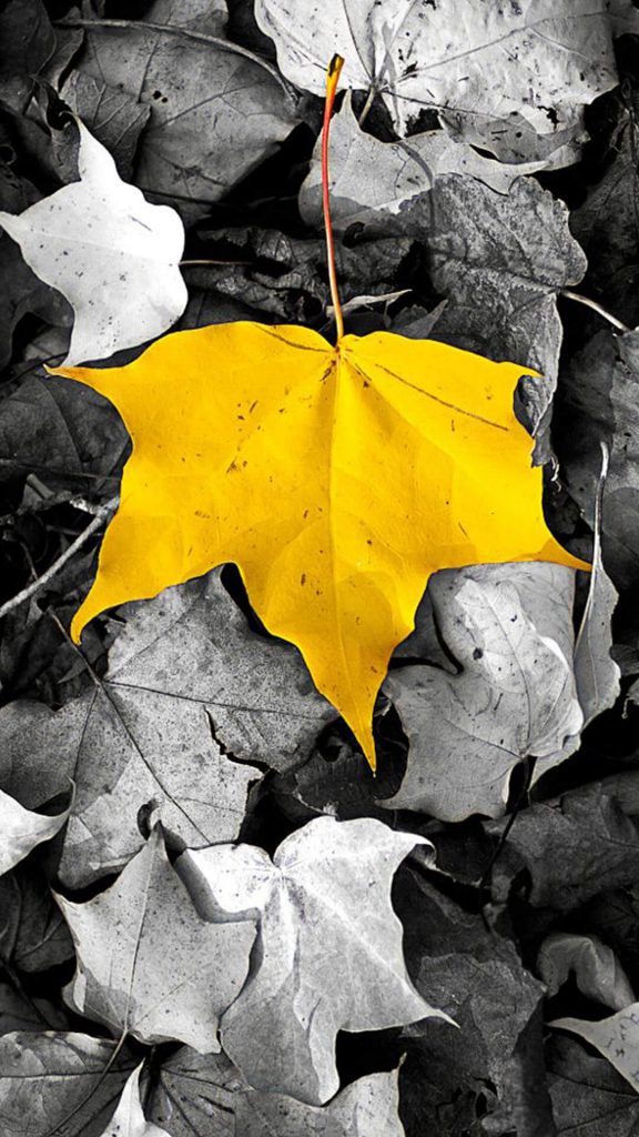 Fall Phone Wallpaper