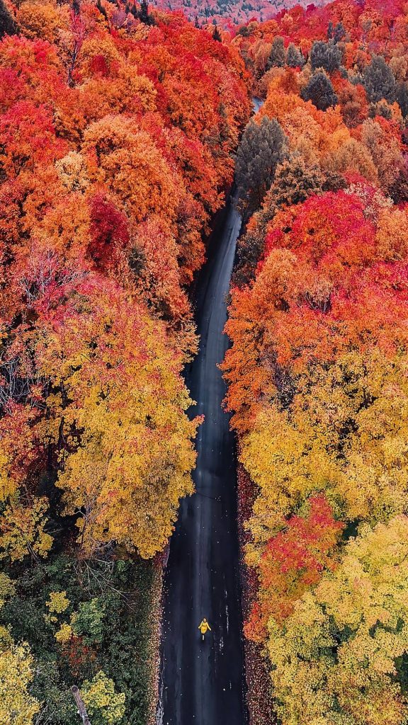 Fall Phone Wallpaper