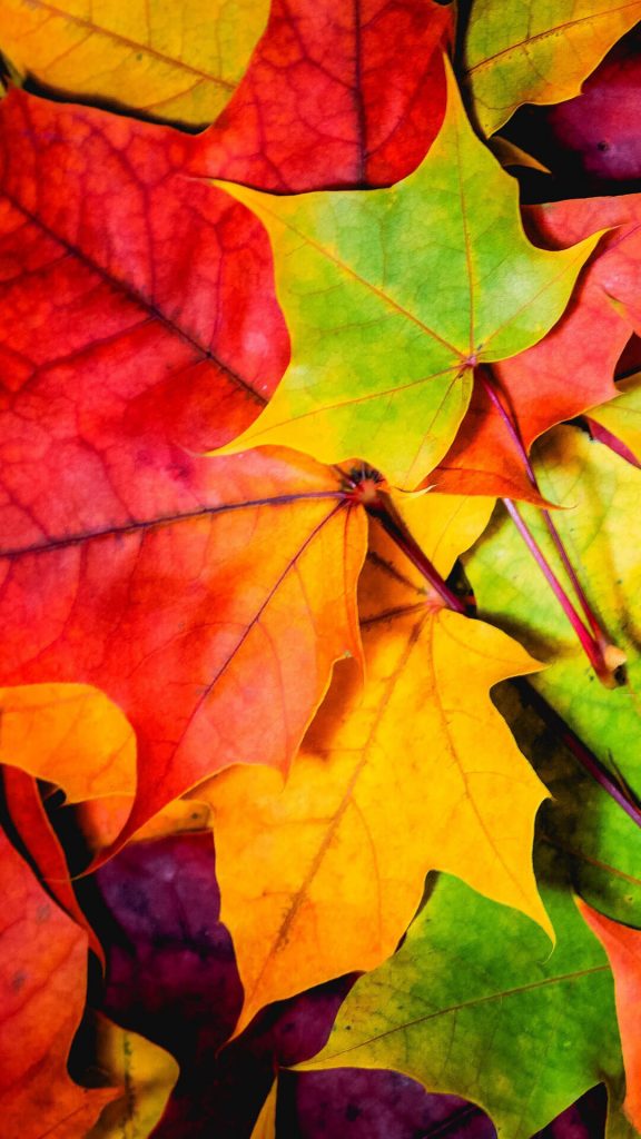 Fall Phone Wallpaper