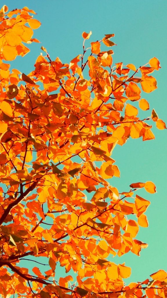 Fall Phone Wallpaper