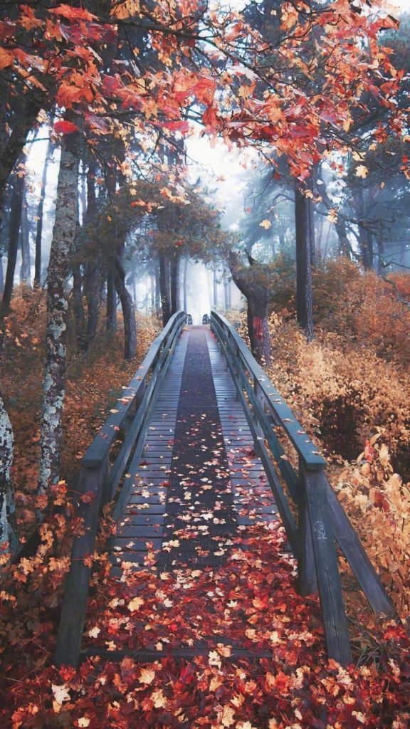 Fall Phone Wallpaper