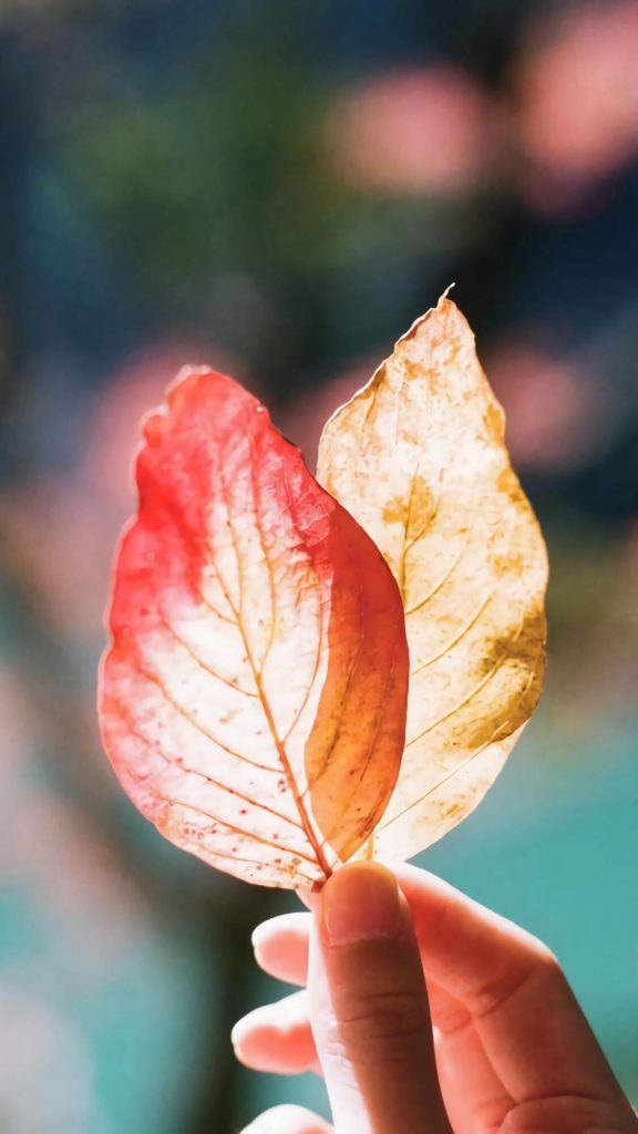 Fall Phone Wallpaper