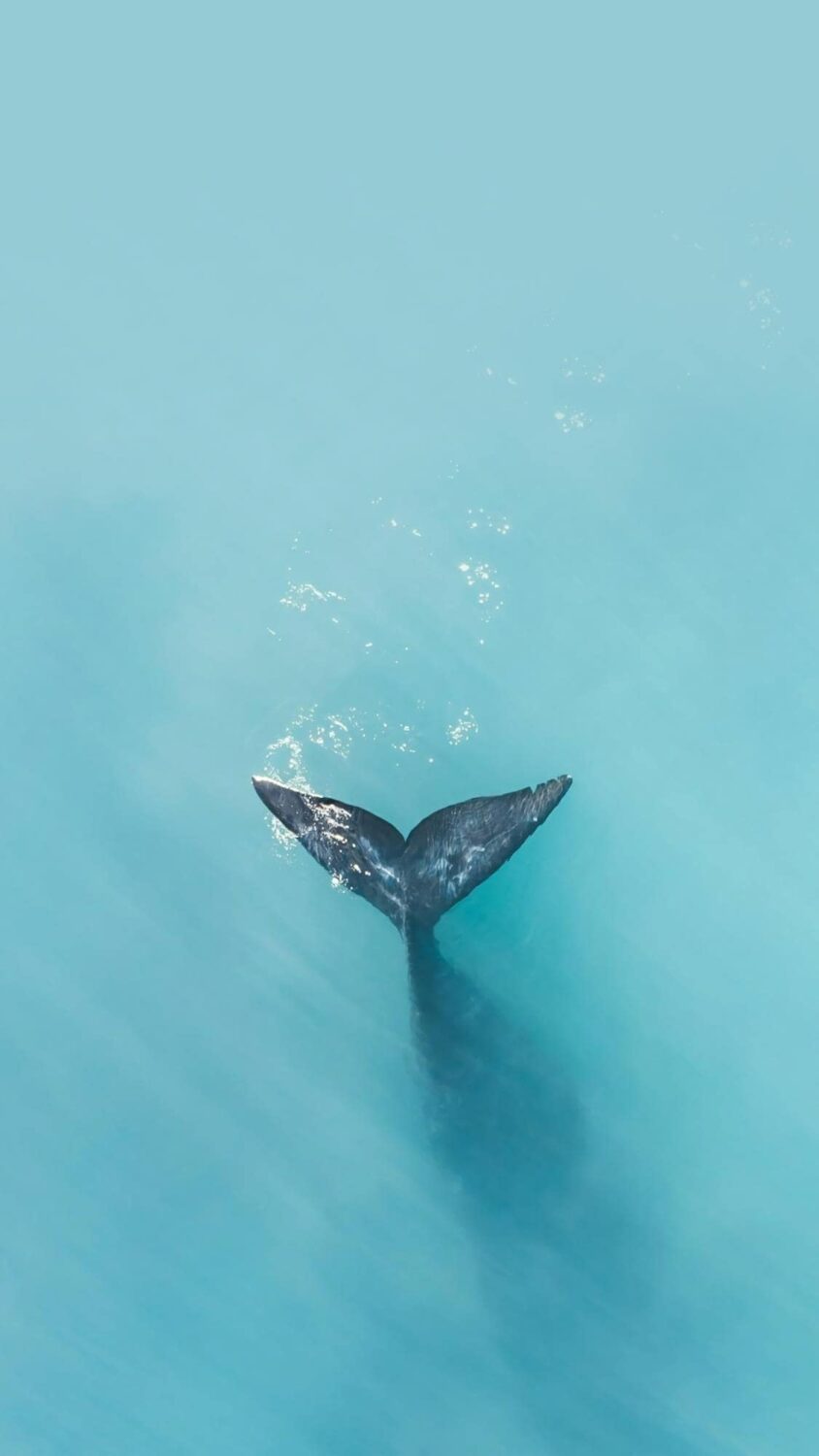 whale