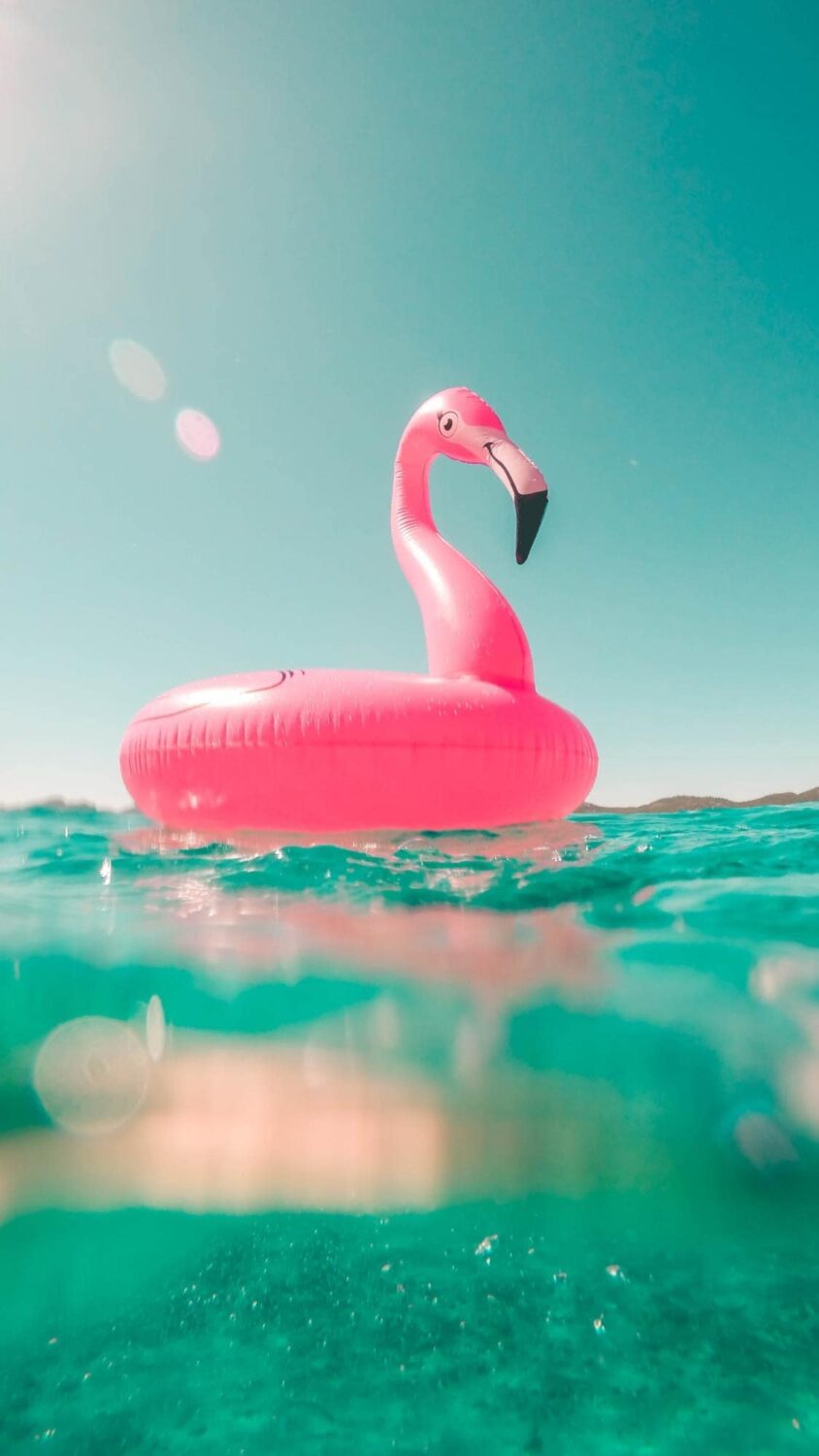 Flamingo