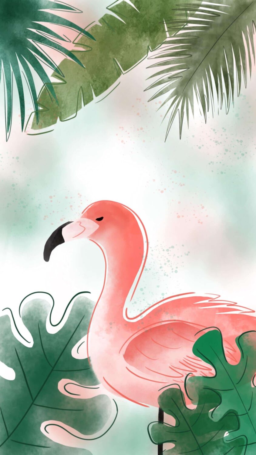 Flamingo