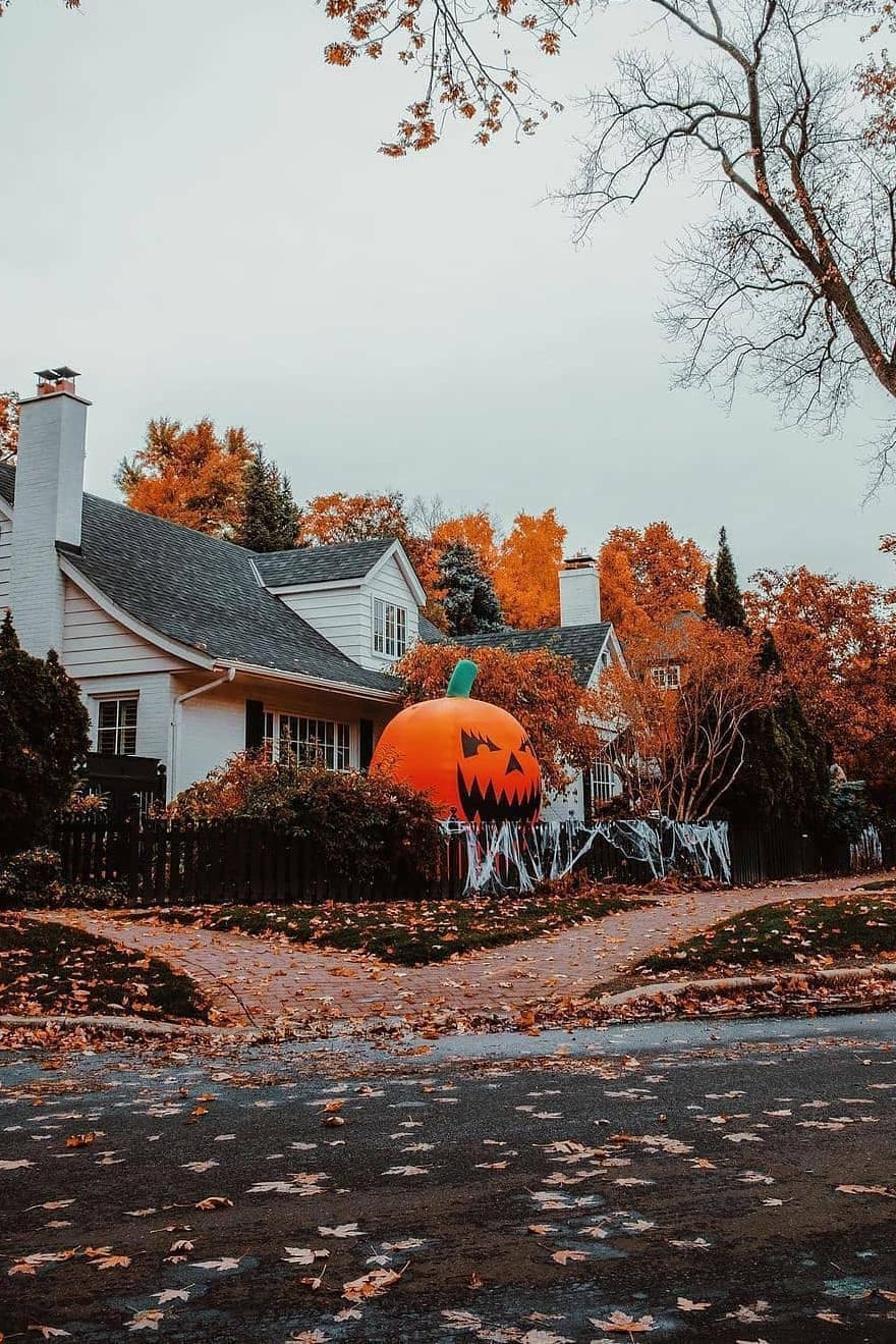 Giant Pumpkins for Halloween