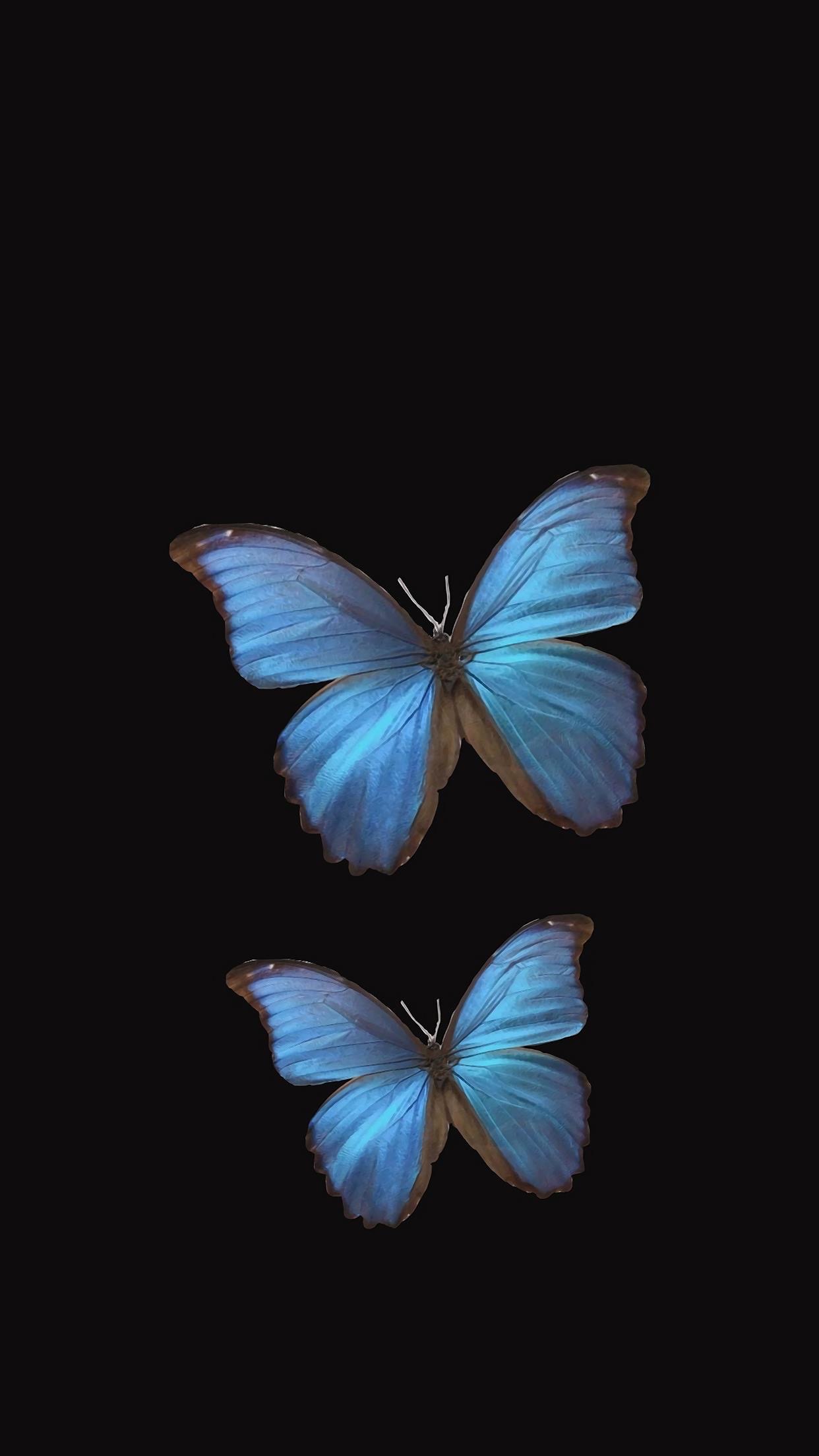 22 Stunning Butterfly Phone Wallpapers