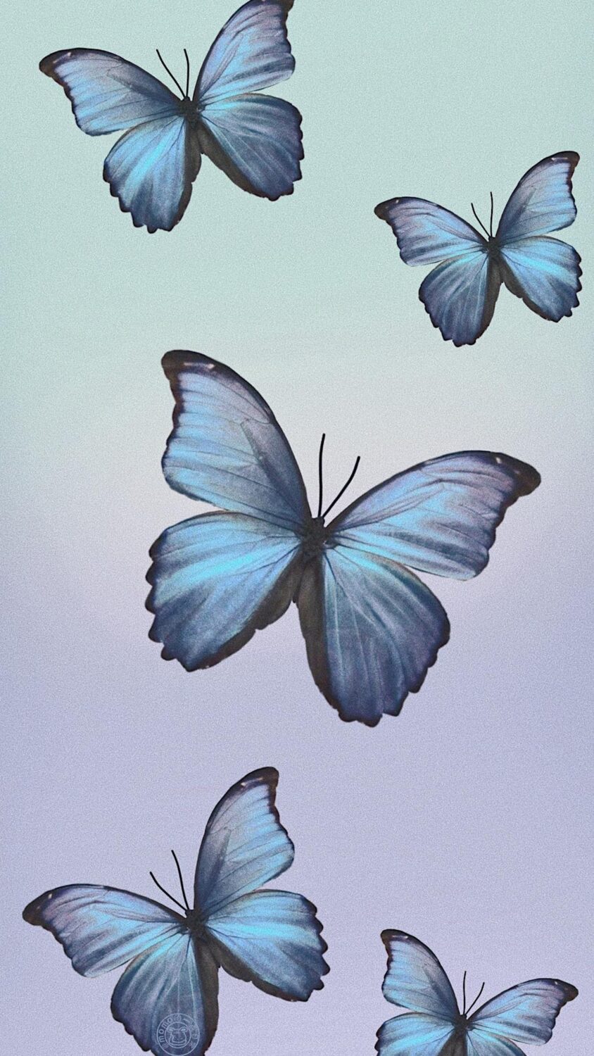 HD Butterfly Phone Wallpapers