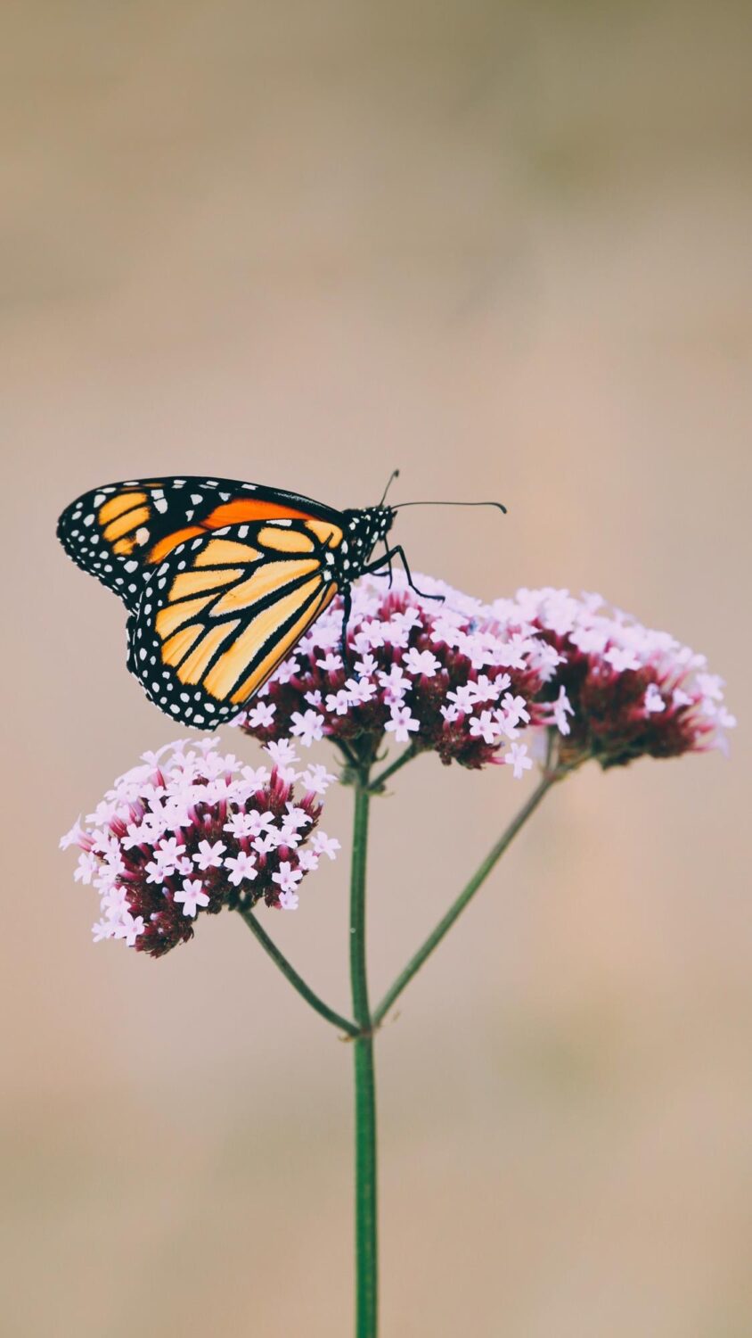 HD Butterfly Phone Wallpapers