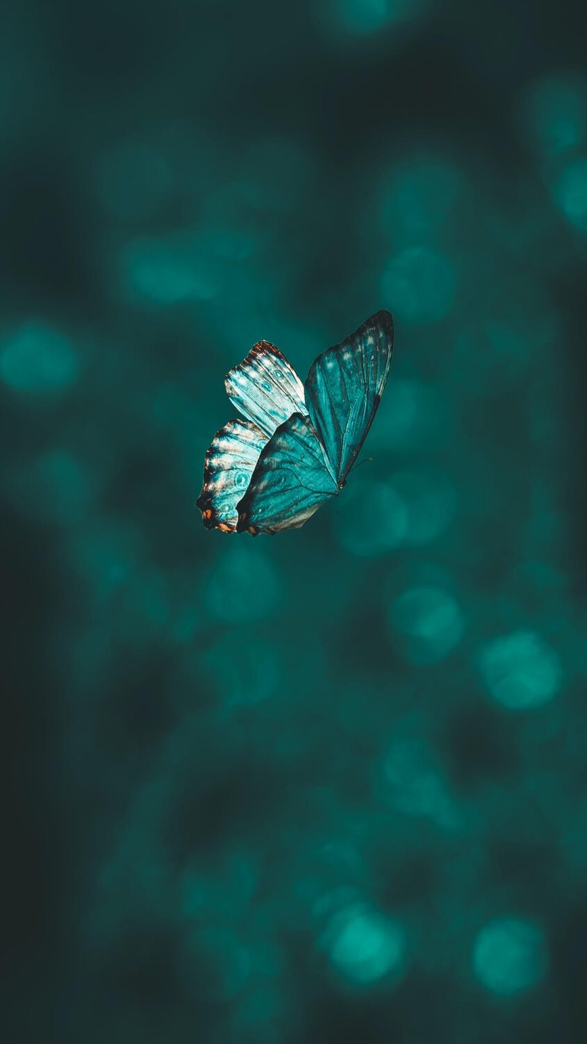 HD Butterfly Phone Wallpapers