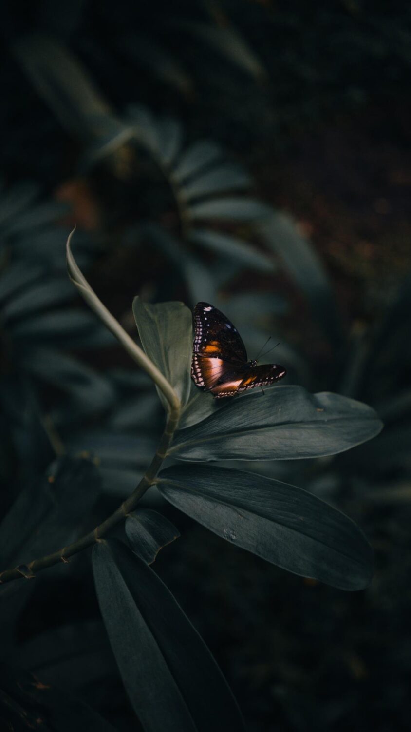 HD Butterfly Phone Wallpapers