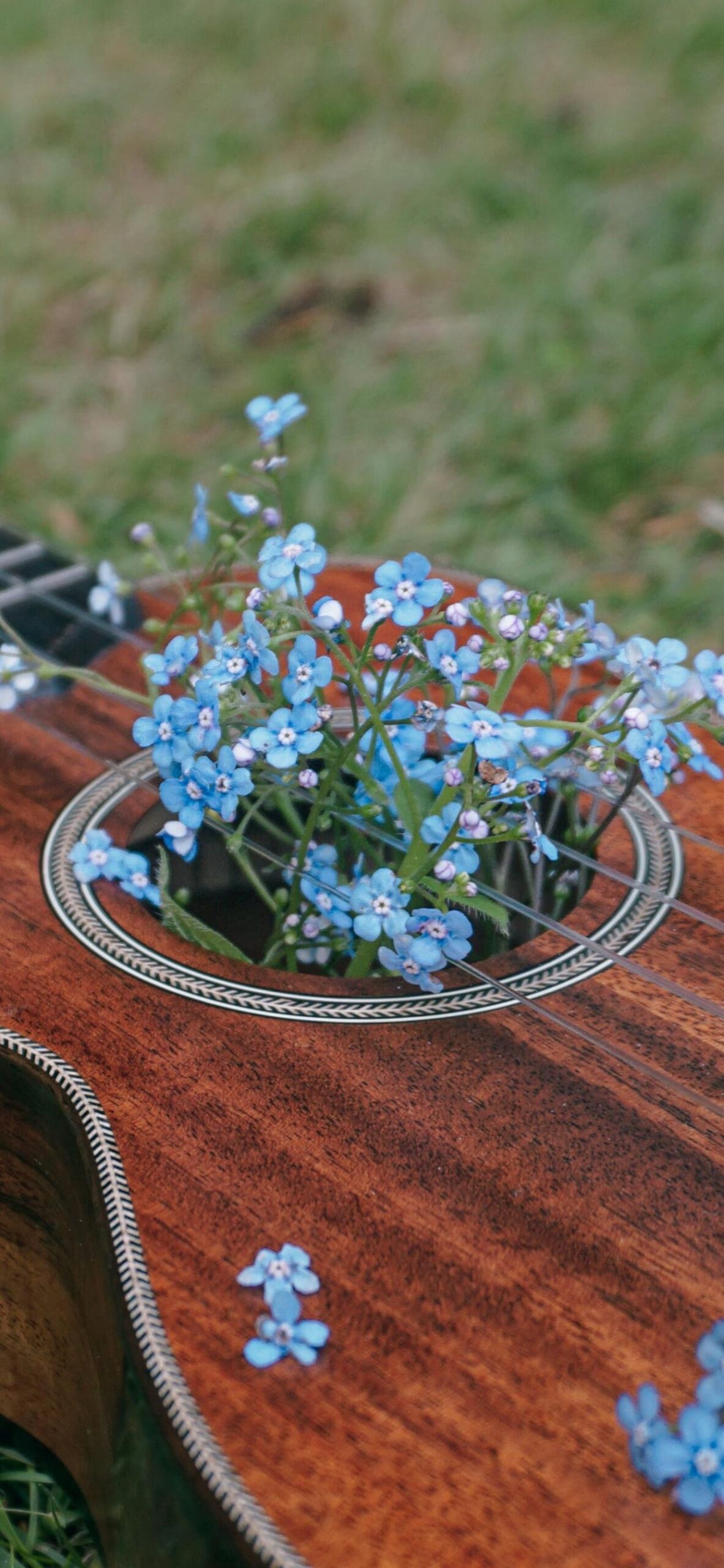Blue Flowers Blooming in the Guitar