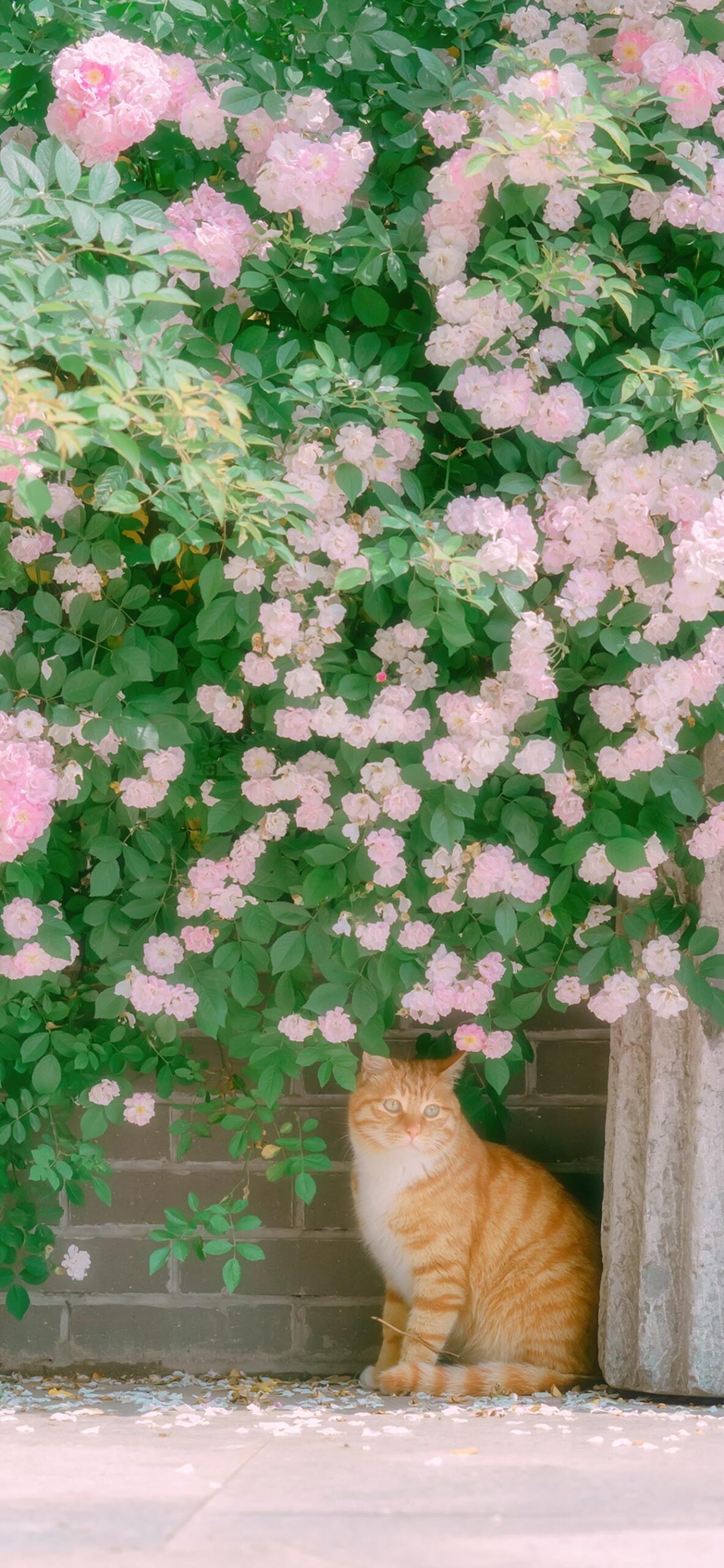 Pink Flower and Cat